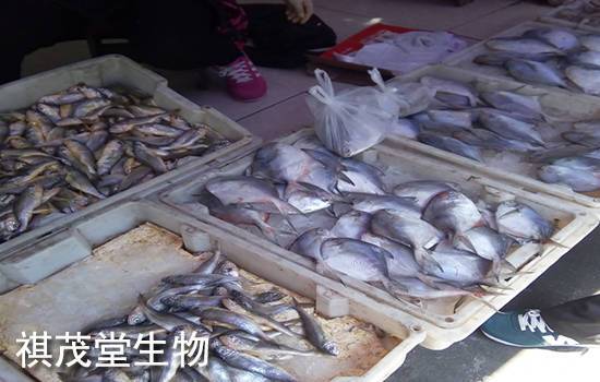 全国畜牧渔业工作会议作出重要批示:全面提升畜禽水产品增产保供能力!