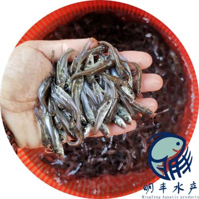 醴陵市叉尾鮰鱼苗价格 鱼苗供应商】批发_厂家-广州明丰水产